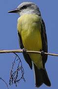 Tropical Kingbird