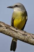 Tropical Kingbird