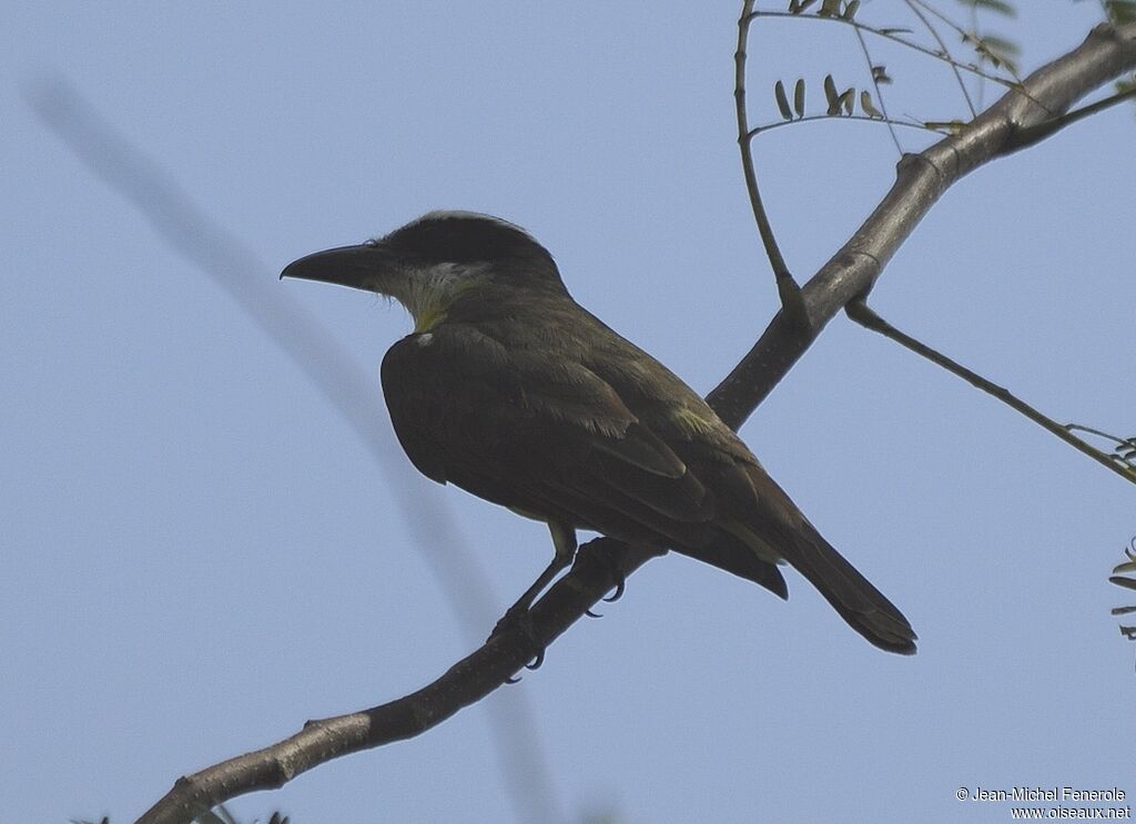 Boat-billed Flycatcher