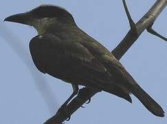 Boat-billed Flycatcher