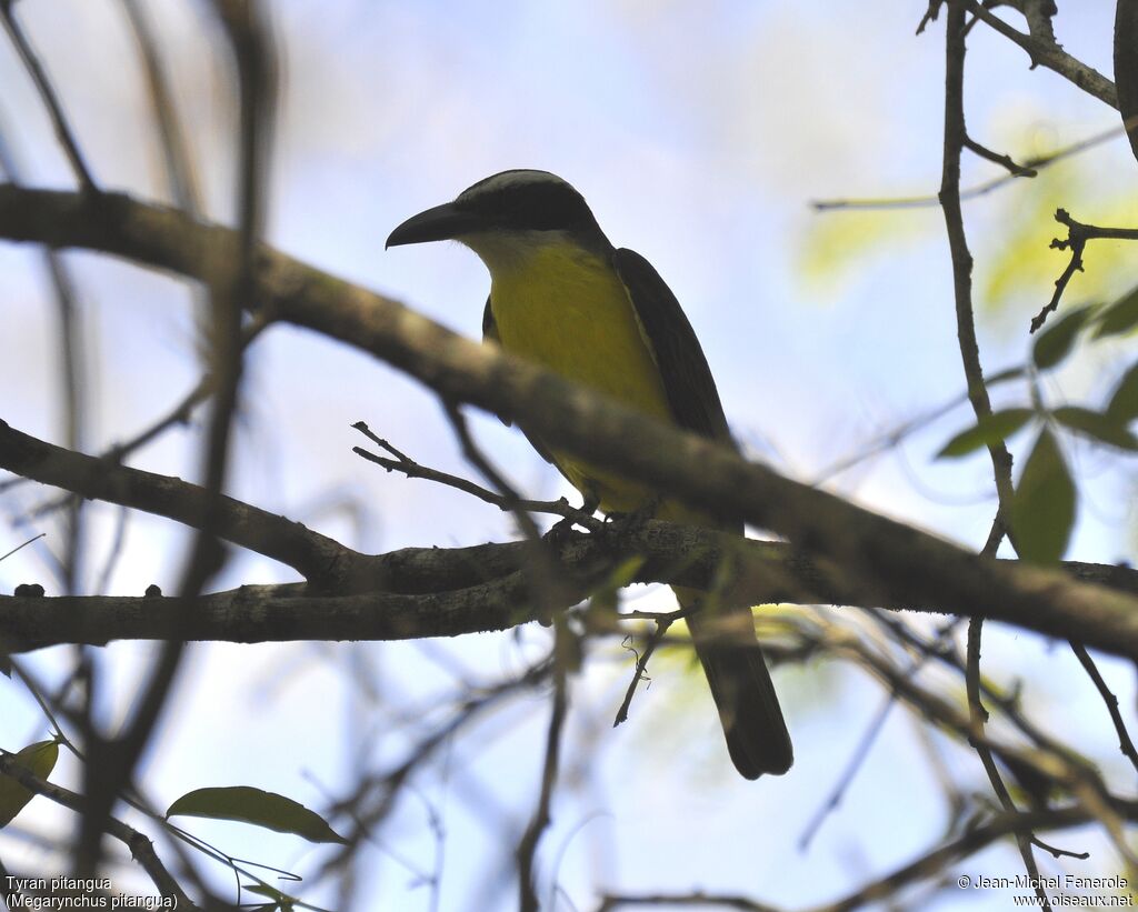 Boat-billed Flycatcher