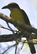 Boat-billed Flycatcher