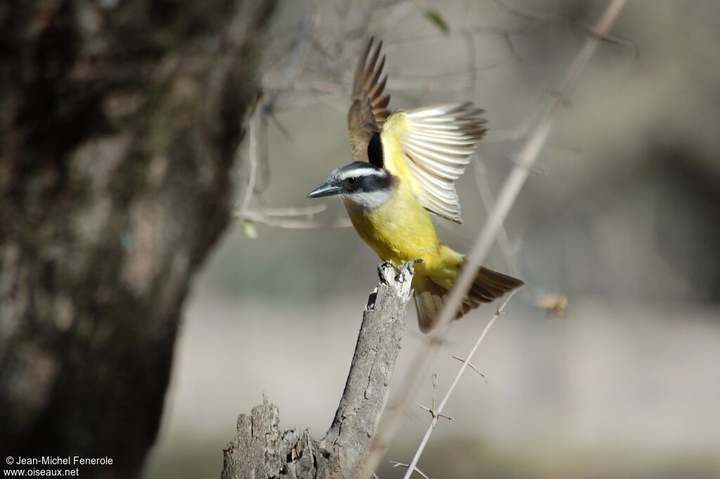 Great Kiskadee