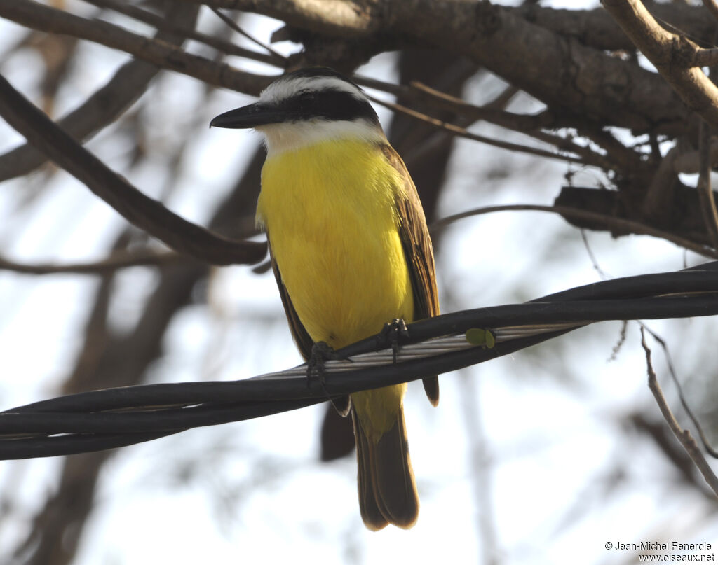 Great Kiskadee