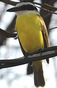 Great Kiskadee