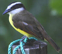 Great Kiskadee