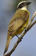 Social Flycatcher