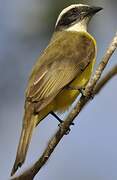 Social Flycatcher