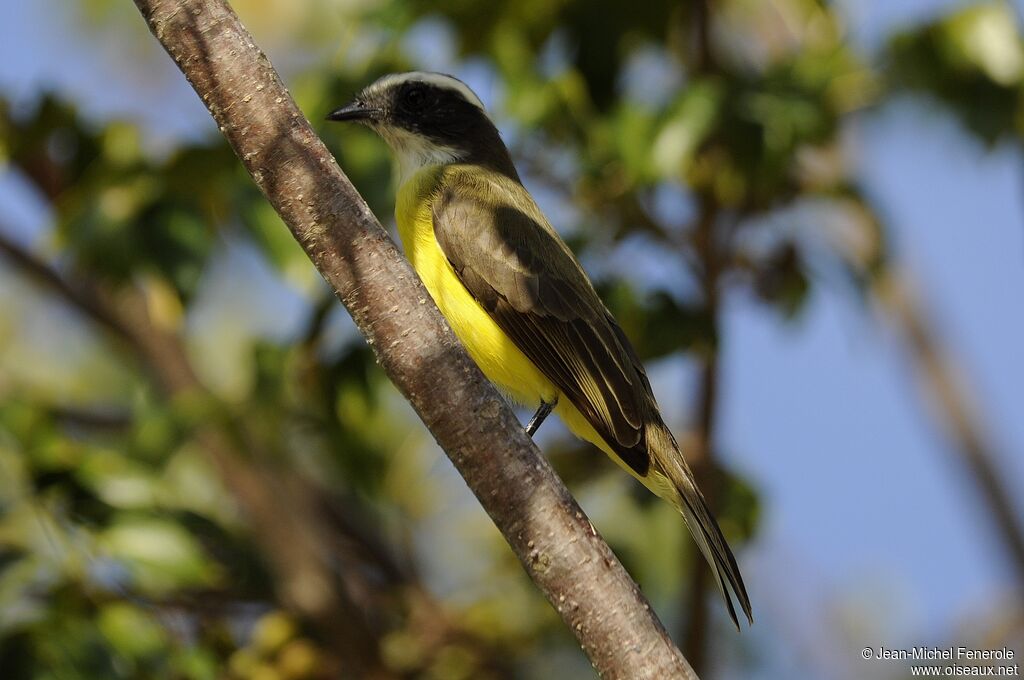 Social Flycatcher