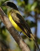 Social Flycatcher