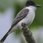 Loggerhead Kingbird