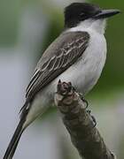 Loggerhead Kingbird