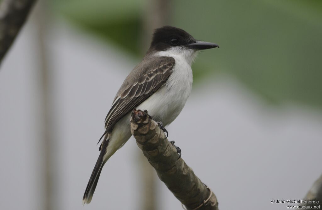 Loggerhead Kingbird