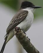 Loggerhead Kingbird