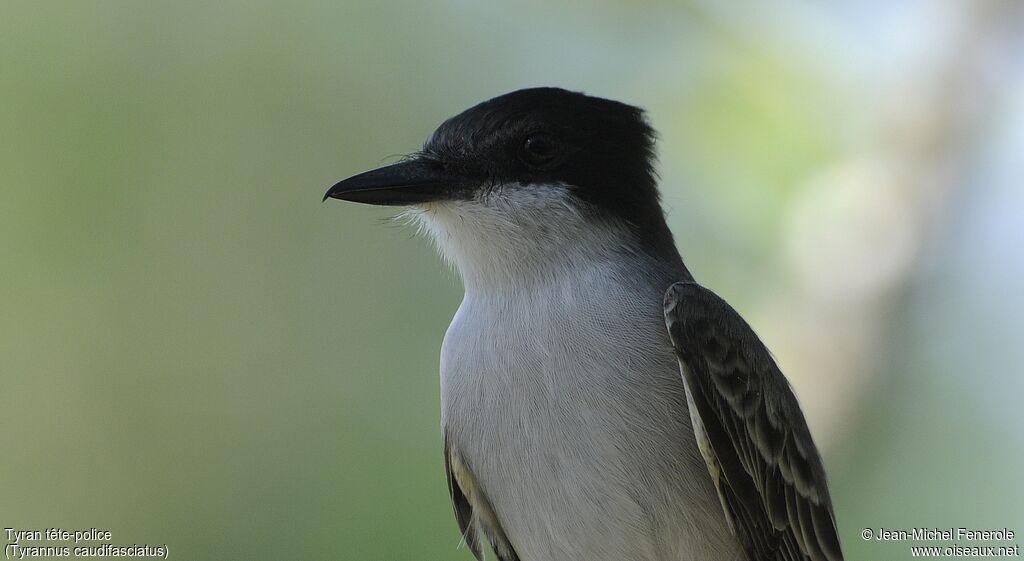 Loggerhead Kingbird