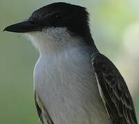 Loggerhead Kingbird