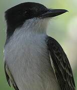 Loggerhead Kingbird