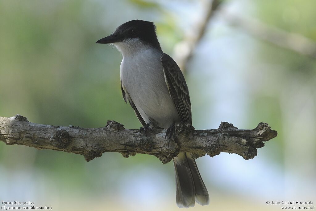 Loggerhead Kingbird