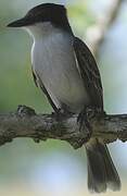 Loggerhead Kingbird