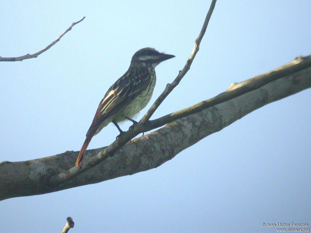 Sulphur-bellied Flycatcher