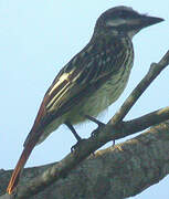 Sulphur-bellied Flycatcher