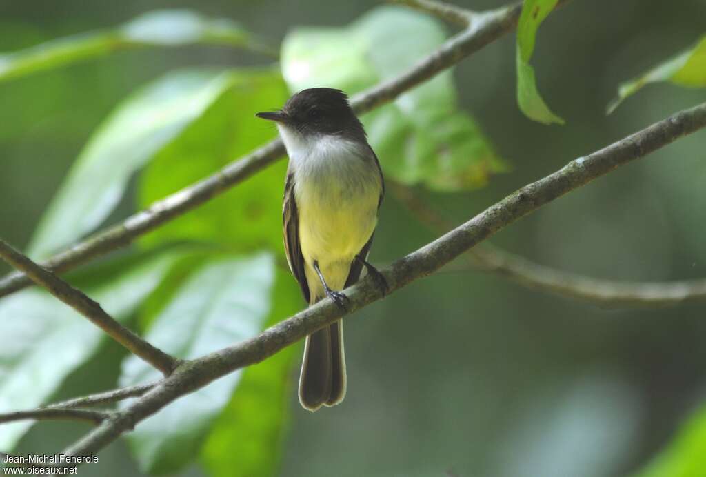 Sad Flycatcher, close-up portrait