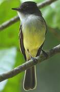 Sad Flycatcher