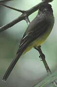 Sad Flycatcher