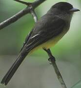 Sad Flycatcher