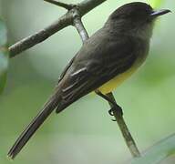 Sad Flycatcher