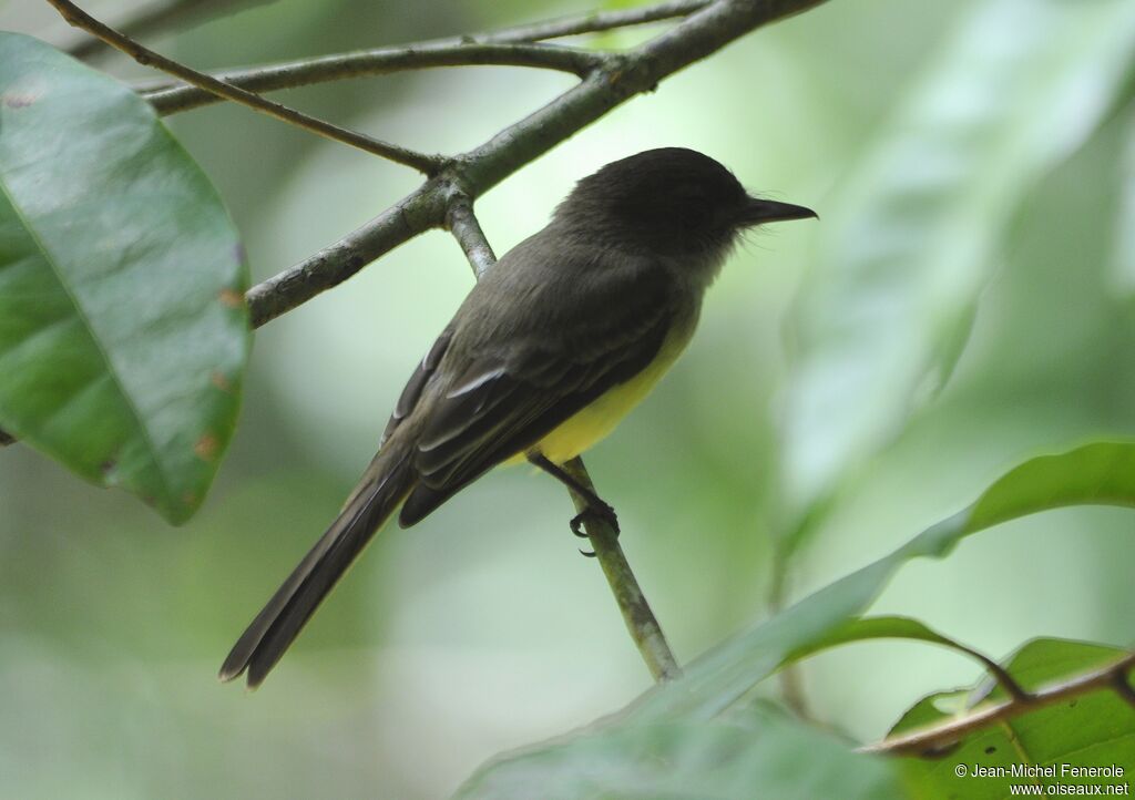 Sad Flycatcher