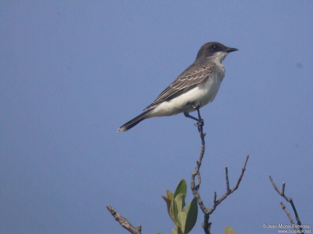 Eastern Kingbird