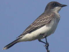 Eastern Kingbird