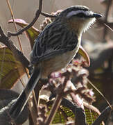 Sharp-tailed Grass Tyrant