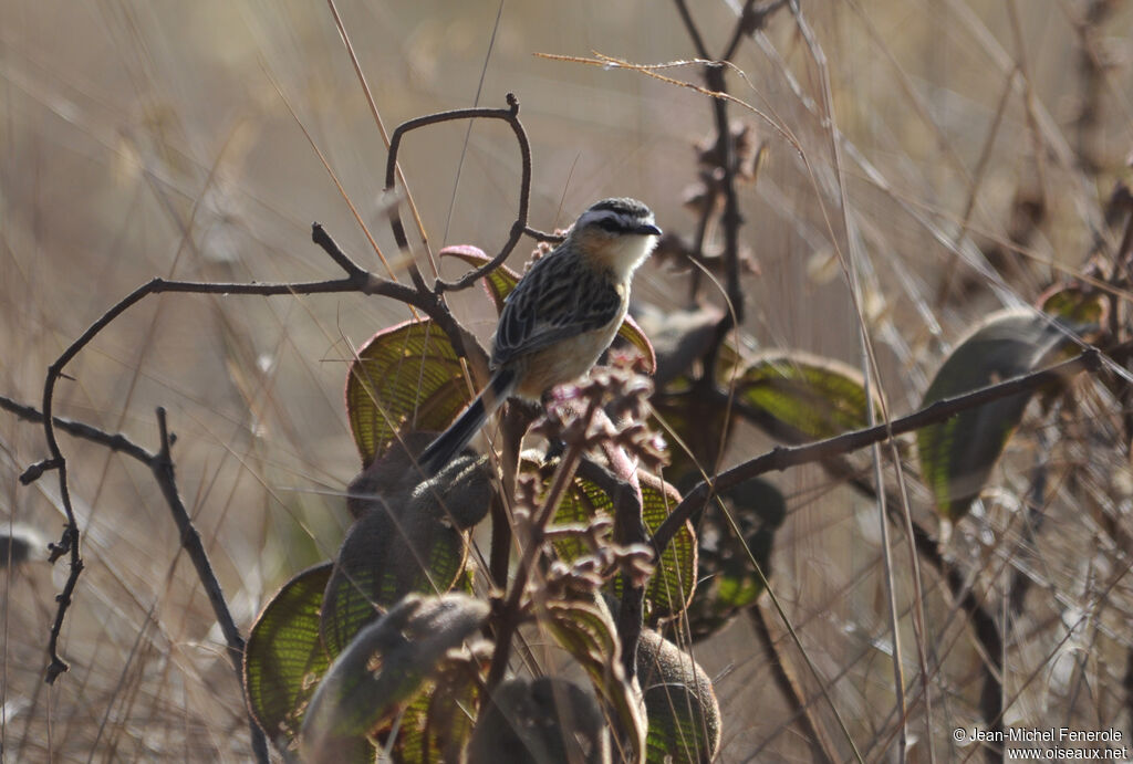 Sharp-tailed Grass Tyrant