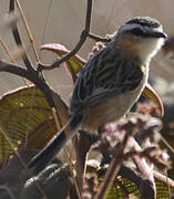 Sharp-tailed Grass Tyrant