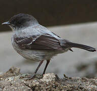 Torrent Tyrannulet