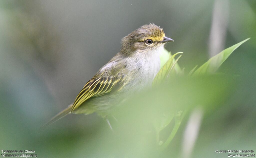 Tyranneau du Chocó