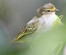 Choco Tyrannulet