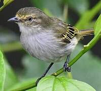 Choco Tyrannulet