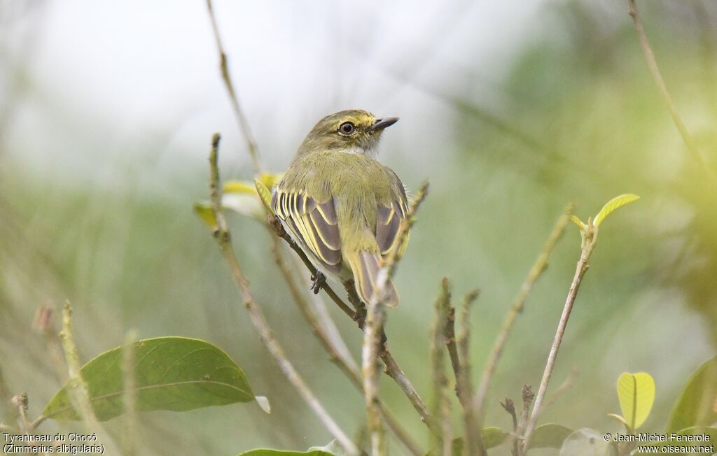 Choco Tyrannulet