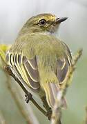 Choco Tyrannulet