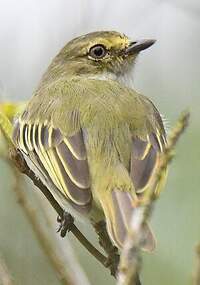 Tyranneau du Chocó