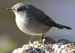 Sooty Tyrannulet