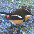 Tyranneau omnicolore