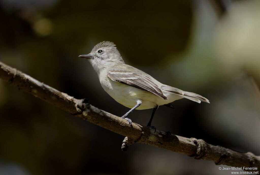 Southern Beardless Tyrannulet