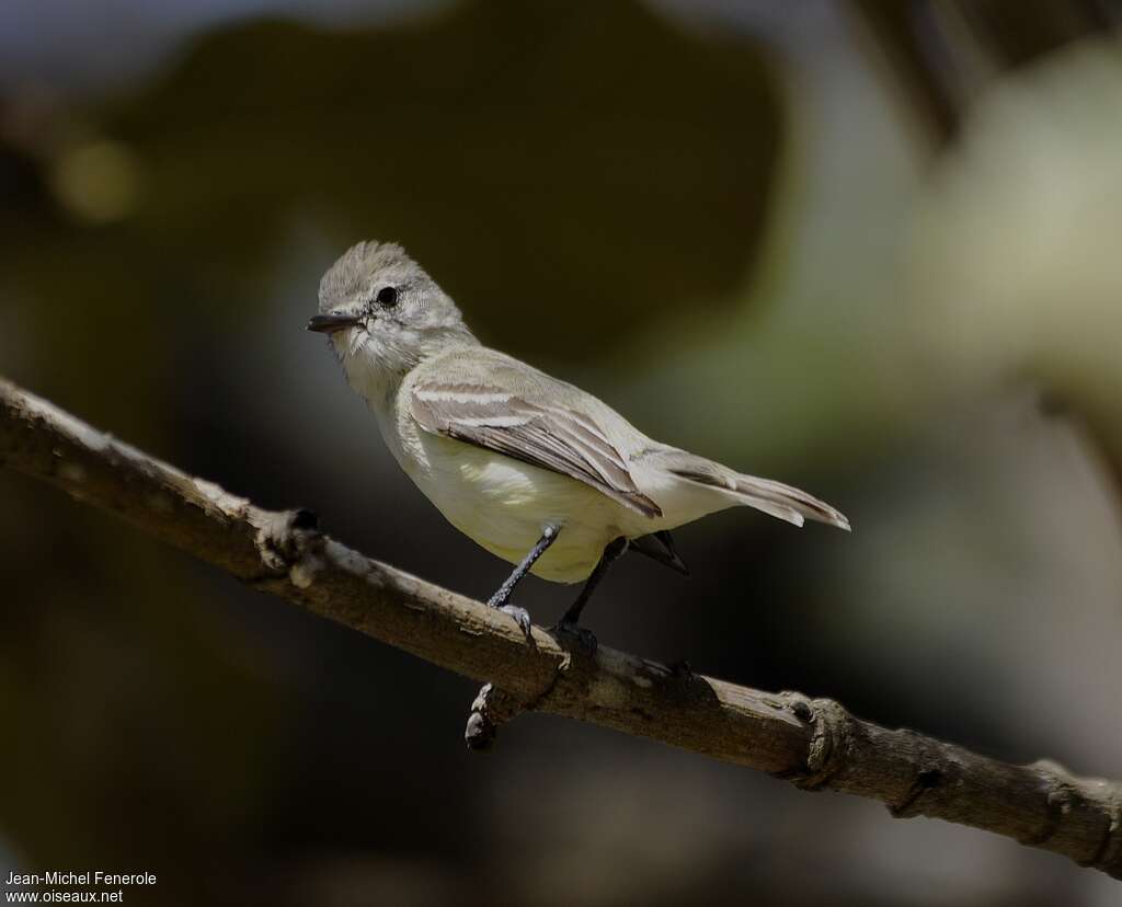 Southern Beardless Tyrannuletadult, identification