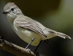 Southern Beardless Tyrannulet