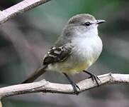 Tyranneau souris
