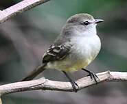 Tyranneau souris